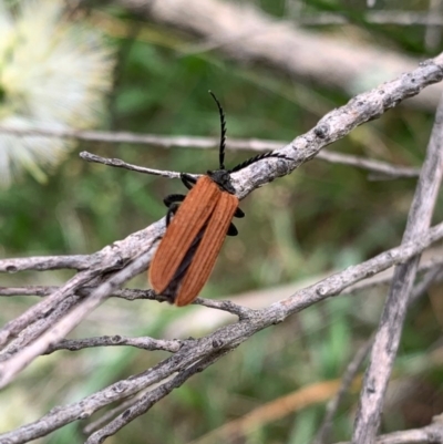 Porrostoma rhipidium (Long-nosed Lycid (Net-winged) beetle) at Murrumbateman, NSW - 13 Dec 2020 by SimoneC