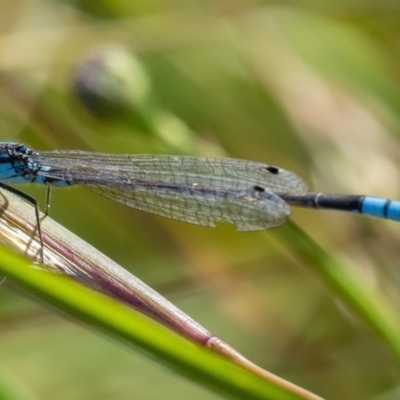 Ischnura heterosticta (Common Bluetail Damselfly) at Googong, NSW - 14 Dec 2020 by WHall