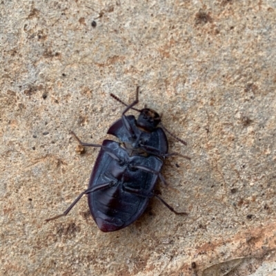 Pterohelaeus planus (Pie dish beetle) at Murrumbateman, NSW - 23 Nov 2020 by SimoneC
