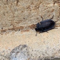 Pterohelaeus planus at Murrumbateman, NSW - 23 Nov 2020