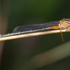 Xanthagrion erythroneurum (Red & Blue Damsel) at QPRC LGA - 14 Dec 2020 by WHall