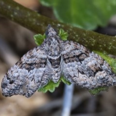 Phrissogonus laticostata (Apple looper moth) at QPRC LGA - 14 Dec 2020 by WHall