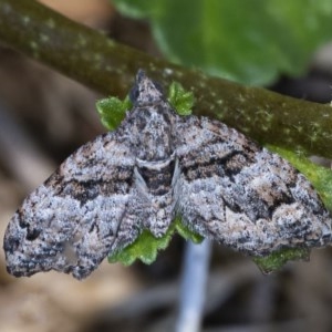 Phrissogonus laticostata at Googong, NSW - 14 Dec 2020