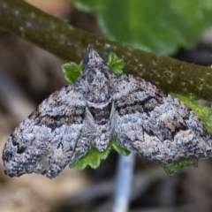 Phrissogonus laticostata (Apple looper moth) at Googong, NSW - 14 Dec 2020 by WHall