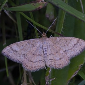 Scopula rubraria at Googong, NSW - 14 Dec 2020