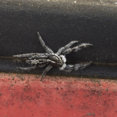 Ocrisiona leucocomis (White-flecked Crevice-dweller) at Illilanga & Baroona - 13 Nov 2020 by Illilanga