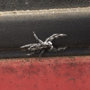 Ocrisiona leucocomis at Michelago, NSW - 13 Nov 2020