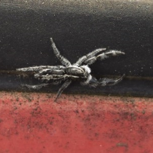 Ocrisiona leucocomis at Michelago, NSW - 13 Nov 2020