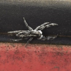 Ocrisiona leucocomis at Michelago, NSW - 13 Nov 2020