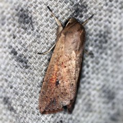 Mythimna (Pseudaletia) convecta (Common Armyworm) at O'Connor, ACT - 9 Dec 2020 by ibaird