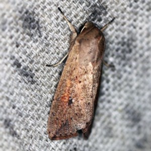 Mythimna (Pseudaletia) convecta at O'Connor, ACT - 9 Dec 2020