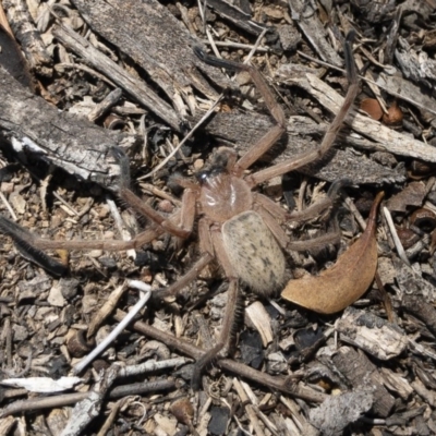 Delena cancerides (Social huntsman spider) at Illilanga & Baroona - 18 Nov 2019 by Illilanga