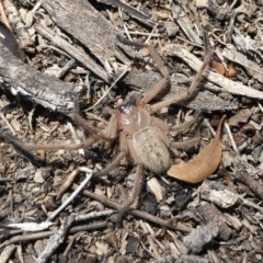 Delena cancerides at Michelago, NSW - 18 Nov 2019