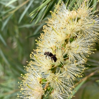 Eleale pulchra (Clerid beetle) at Murrumbateman, NSW - 13 Dec 2020 by SimoneC