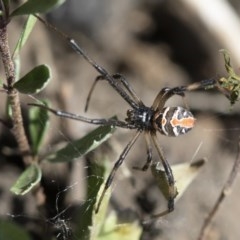 Latrodectus hasselti (Redback Spider) at Michelago, NSW - 14 Nov 2019 by Illilanga
