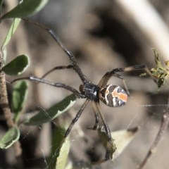 Latrodectus hasselti at Michelago, NSW - 15 Nov 2019 10:58 AM