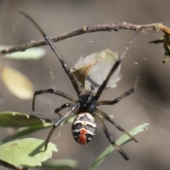 Latrodectus hasselti at Michelago, NSW - 15 Nov 2019 10:58 AM