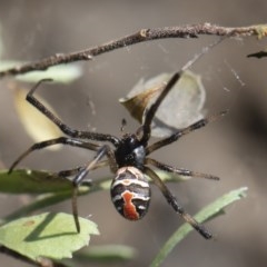 Latrodectus hasselti at Michelago, NSW - 15 Nov 2019 10:58 AM