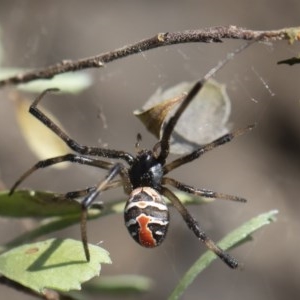 Latrodectus hasselti at Michelago, NSW - 15 Nov 2019 10:58 AM