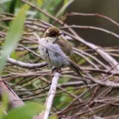 Melithreptus lunatus (White-naped Honeyeater) at Mongarlowe River - 14 Dec 2020 by LisaH