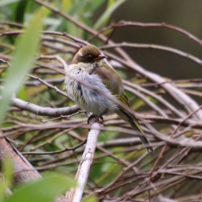 Melithreptus lunatus (White-naped Honeyeater) at Mongarlowe, NSW - 14 Dec 2020 by LisaH