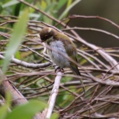 Melithreptus lunatus at Mongarlowe, NSW - 14 Dec 2020