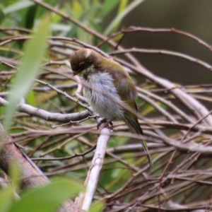 Melithreptus lunatus at Mongarlowe, NSW - 14 Dec 2020