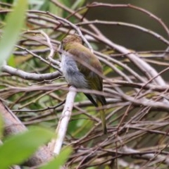 Melithreptus lunatus at Mongarlowe, NSW - 14 Dec 2020