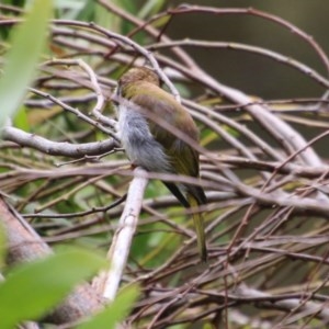 Melithreptus lunatus at Mongarlowe, NSW - 14 Dec 2020