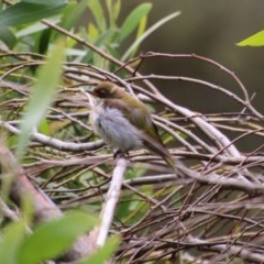 Melithreptus lunatus at Mongarlowe, NSW - 14 Dec 2020