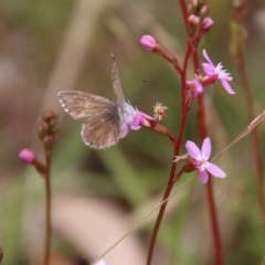 Neolucia agricola (Fringed Heath-blue) at Mongarlowe River - 14 Dec 2020 by LisaH