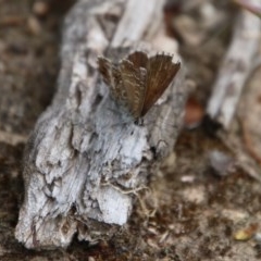 Neolucia agricola at Mongarlowe, NSW - 14 Dec 2020