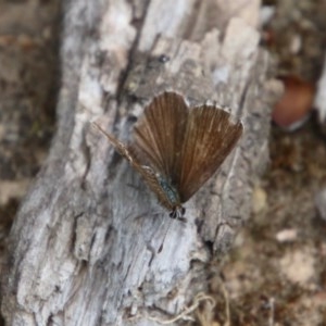 Neolucia agricola at Mongarlowe, NSW - 14 Dec 2020