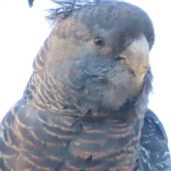 Callocephalon fimbriatum (Gang-gang Cockatoo) at GG146 - 14 Dec 2020 by roymcd