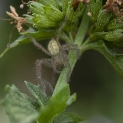 Sparassidae (family) (A Huntsman Spider) at Michelago, NSW - 22 Mar 2019 by Illilanga