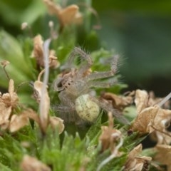 Sparassidae (family) at Michelago, NSW - 22 Mar 2019