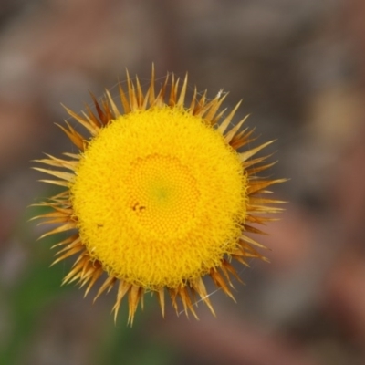 Coronidium oxylepis subsp. lanatum (Woolly Pointed Everlasting) at Mongarlowe River - 14 Dec 2020 by LisaH