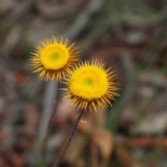 Coronidium oxylepis subsp. lanatum at Mongarlowe, NSW - suppressed