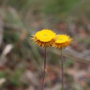 Coronidium oxylepis subsp. lanatum at Mongarlowe, NSW - suppressed