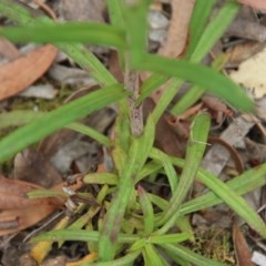 Coronidium oxylepis subsp. lanatum at Mongarlowe, NSW - suppressed