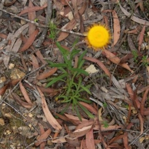 Coronidium oxylepis subsp. lanatum at Mongarlowe, NSW - suppressed