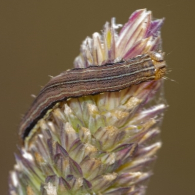 Noctuidae unclassified IMMATURE moth (Immature Noctuidae Moth) at QPRC LGA - 14 Dec 2020 by WHall