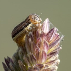 Noctuidae unclassified IMMATURE moth at Googong, NSW - 14 Dec 2020