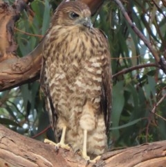 Tachyspiza fasciata (Brown Goshawk) at Red Hill, ACT - 3 Dec 2020 by roymcd