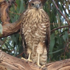 Accipiter fasciatus at Red Hill, ACT - 3 Dec 2020