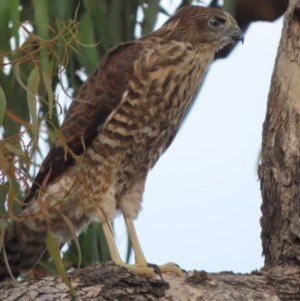 Accipiter fasciatus at Red Hill, ACT - 3 Dec 2020