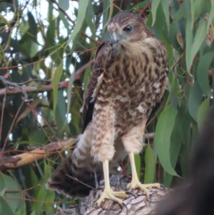 Accipiter fasciatus at Red Hill, ACT - 3 Dec 2020