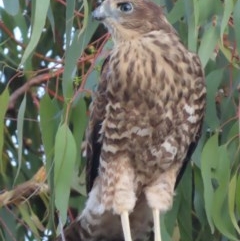 Accipiter fasciatus at Red Hill, ACT - 3 Dec 2020