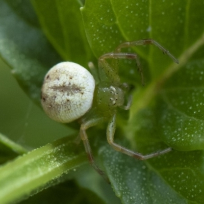 Lehtinelagia prasina (Leek-green flower spider) at Illilanga & Baroona - 22 Mar 2019 by Illilanga