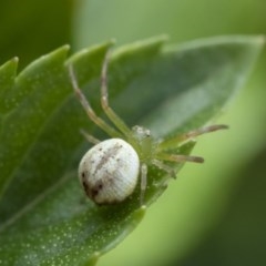 Lehtinelagia prasina at Michelago, NSW - 22 Mar 2019